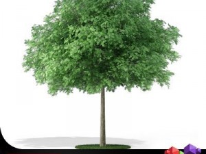 tree black locust cgaxis 11 3D Model