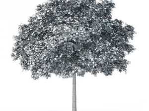 tree black locust cgaxis 11 Modello 3D