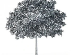 tree black locust cgaxis 11 3D Model