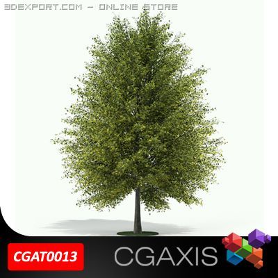 tall tree ginkgo cgaxis 13 3D 모델 .c4d .max .obj .3ds .fbx .stl .blend 