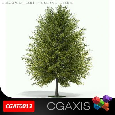 tall tree ginkgo cgaxis 13 3D Model .c4d .max .obj .3ds .fbx .stl .blend 