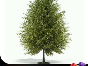 tall tree ginkgo cgaxis 13 3D मॉडल