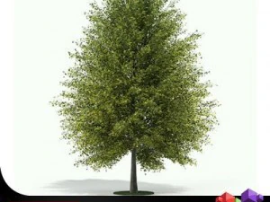 ginkgo ad alto fusto cgaxis 13 Modello 3D