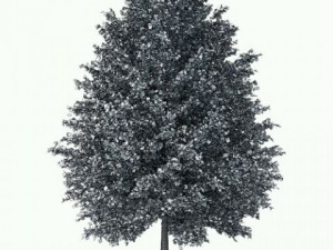 tall tree ginkgo cgaxis 13 3D 모델