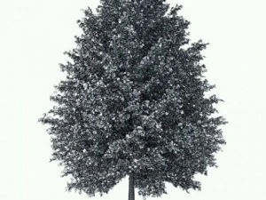 tall tree ginkgo cgaxis 13 3D Model