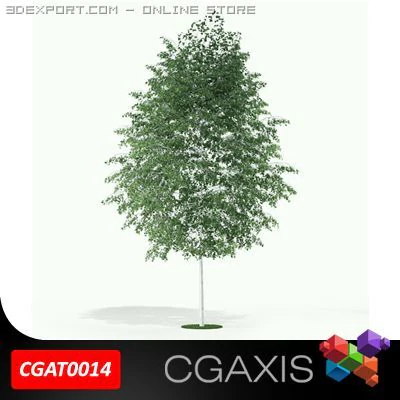 birch tree cgaxis tree 14 3D Model .c4d .max .obj .3ds .fbx .stl .blend