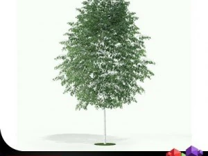 betulla albero cgaxis 14 Modello 3D