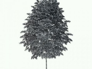 birch tree cgaxis tree 14 3D-Modell