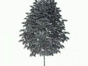 birch tree cgaxis tree 14 3D Model