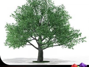 oak tree cgaxis 15 3D Model
