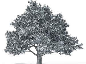oak tree cgaxis 15 3D Model
