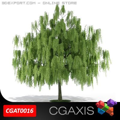 willow tree cgaxis 16 3D 모델 .c4d .max .obj .3ds .fbx .stl .blend 