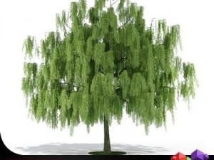 willow tree cgaxis 16 Modello 3D