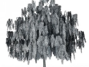willow tree cgaxis 16 3D 모델