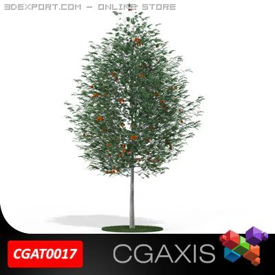 rowan tree mountain ash cgaxis 17 3D Model .c4d .max .obj .3ds .fbx .stl .blend 