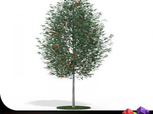 rowan tree mountain ash cgaxis 17 3Dモデル