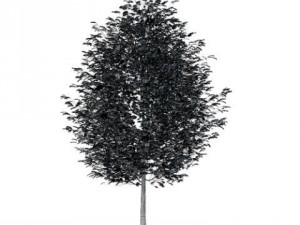 rowan tree mountain ash cgaxis 17 Modèle 3D