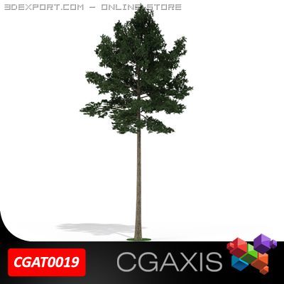 scotch pine tree cgaxis 19 3D Model .c4d .max .obj .3ds .fbx .stl .blend 