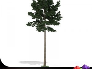 scotch pine tree cgaxis 19 3D Model