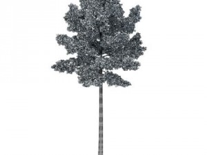 scotch pine tree cgaxis 19 3D Model