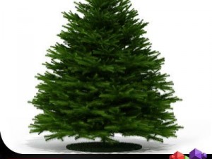evergreen tree fir cgaxis 20 Modello 3D