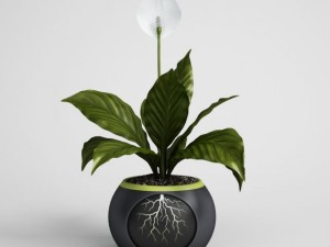 potted plant cgaxis models 006 05 3D मॉडल
