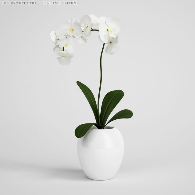 orchid plant in pot cgaxis models 006 10 3D 모델 .c4d .max .obj .3ds .fbx .stl .blend 