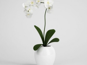 orchid plant in pot cgaxis models 006 10 Model 3D