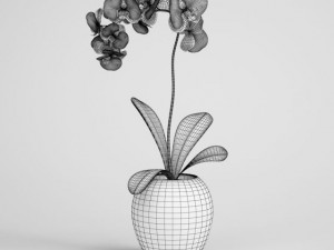 orchid plant in pot cgaxis models 006 10 3D 모델