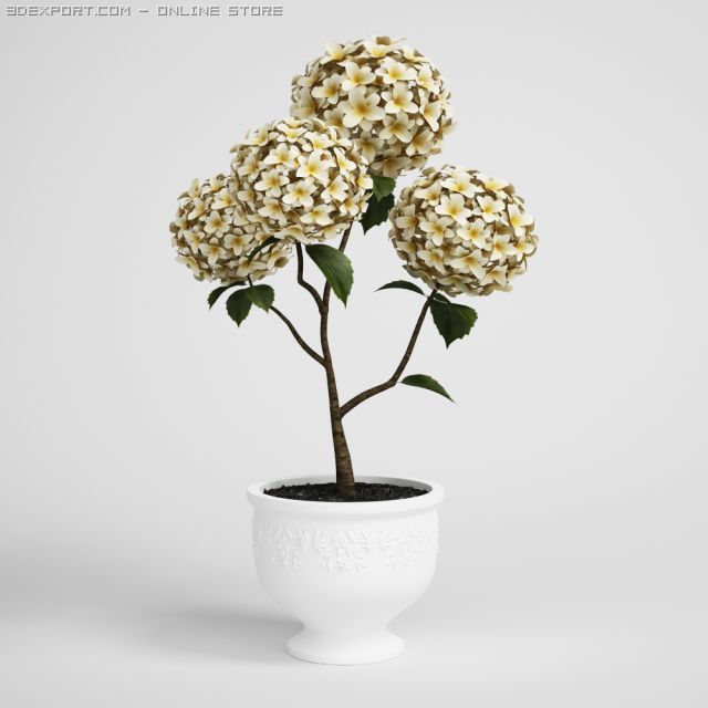 potted flowering plant cgaxis models 006 19 Modelo 3D .c4d .max .obj .3ds .fbx .stl .blend 