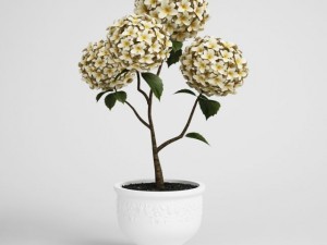 potted flowering plant cgaxis models 006 19 3Dモデル