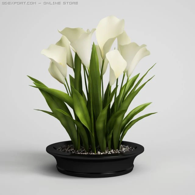 calla lilies in planter pot cgaxis models 006 22 3D Model .c4d .max .obj .3ds .fbx .stl .blend 