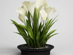 calla lilies in planter pot cgaxis models 006 22 3D Model