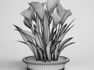 calla lilies in planter pot cgaxis models 006 22 3D Model