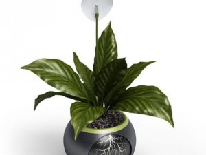 cgaxis models volume 6 flowers Modello 3D