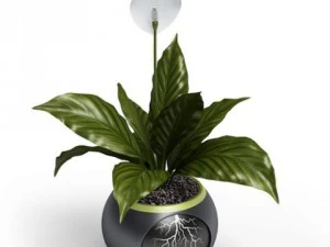 cgaxis models volume 6 flowers 3D Model
