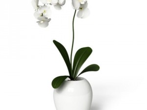 cgaxis models volume 6 flowers Modello 3D