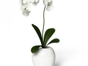 cgaxis models volume 6 flowers 3D Model