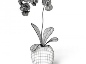 cgaxis models volume 6 flowers Modello 3D