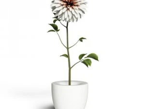cgaxis models volume 6 flowers 3D Model