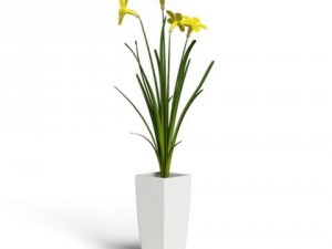 cgaxis models volume 6 flowers Modello 3D