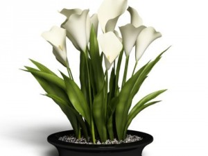 cgaxis models volume 6 flowers Modello 3D