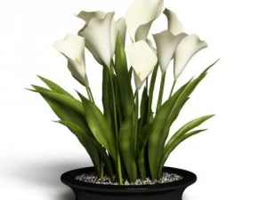 cgaxis models volume 6 flowers 3D Model
