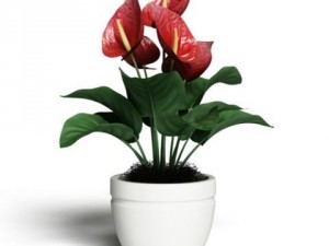 cgaxis models volume 6 flowers Modello 3D