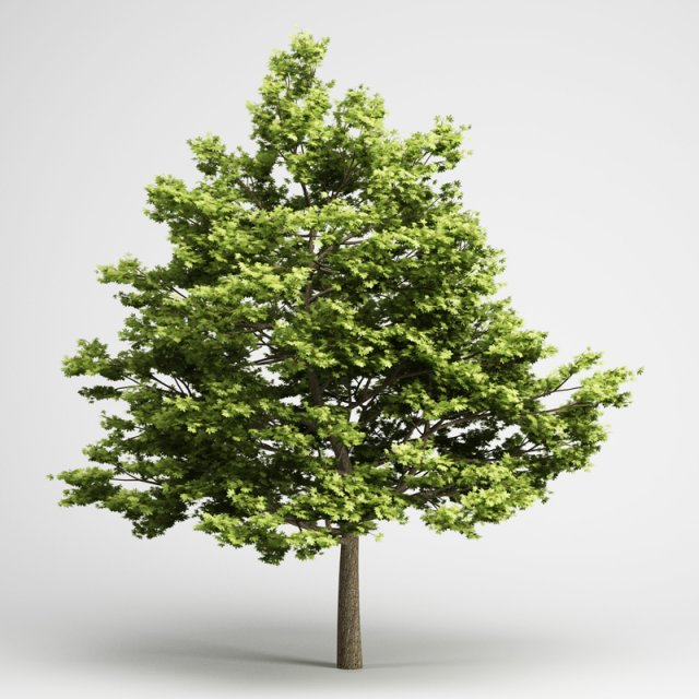 cgaxis field maple 01 Modello 3D .c4d .max .obj .3ds .fbx .stl .blend 