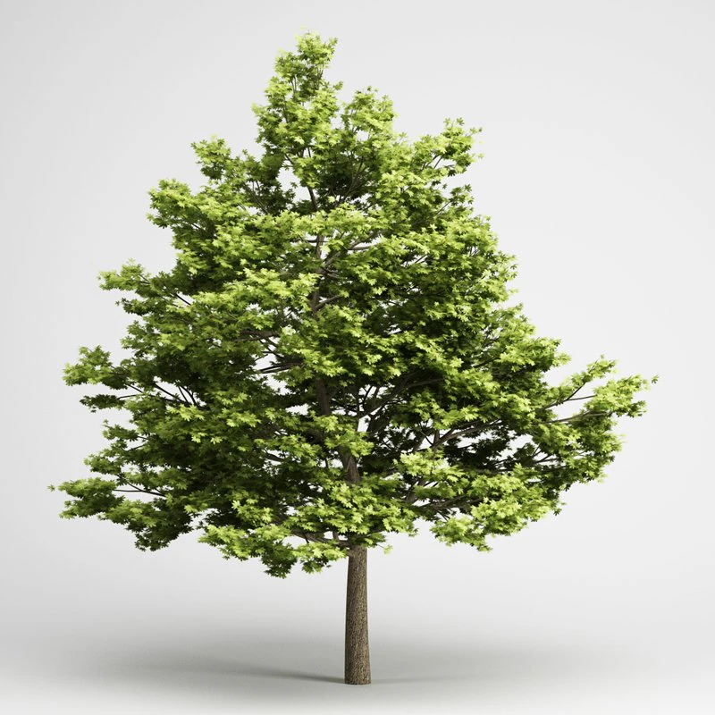 cgaxis field maple 01 3D Model .c4d .max .obj .3ds .fbx .stl .blend 