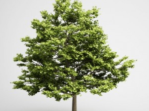 cgaxis field maple 01 Modello 3D