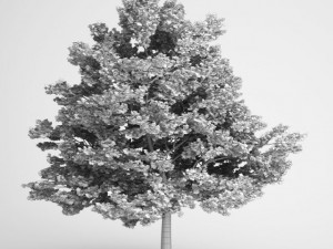cgaxis field maple 01 Modello 3D