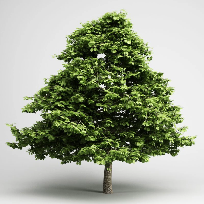 cgaxis grey alder 03 3D Model .c4d .max .obj .3ds .fbx .stl .blend 