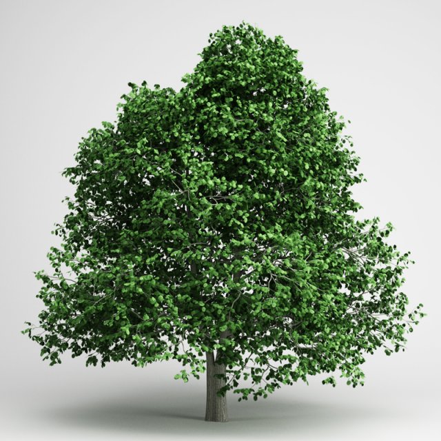 cgaxis hornbeam 04 Modello 3D .c4d .max .obj .3ds .fbx .stl .blend 